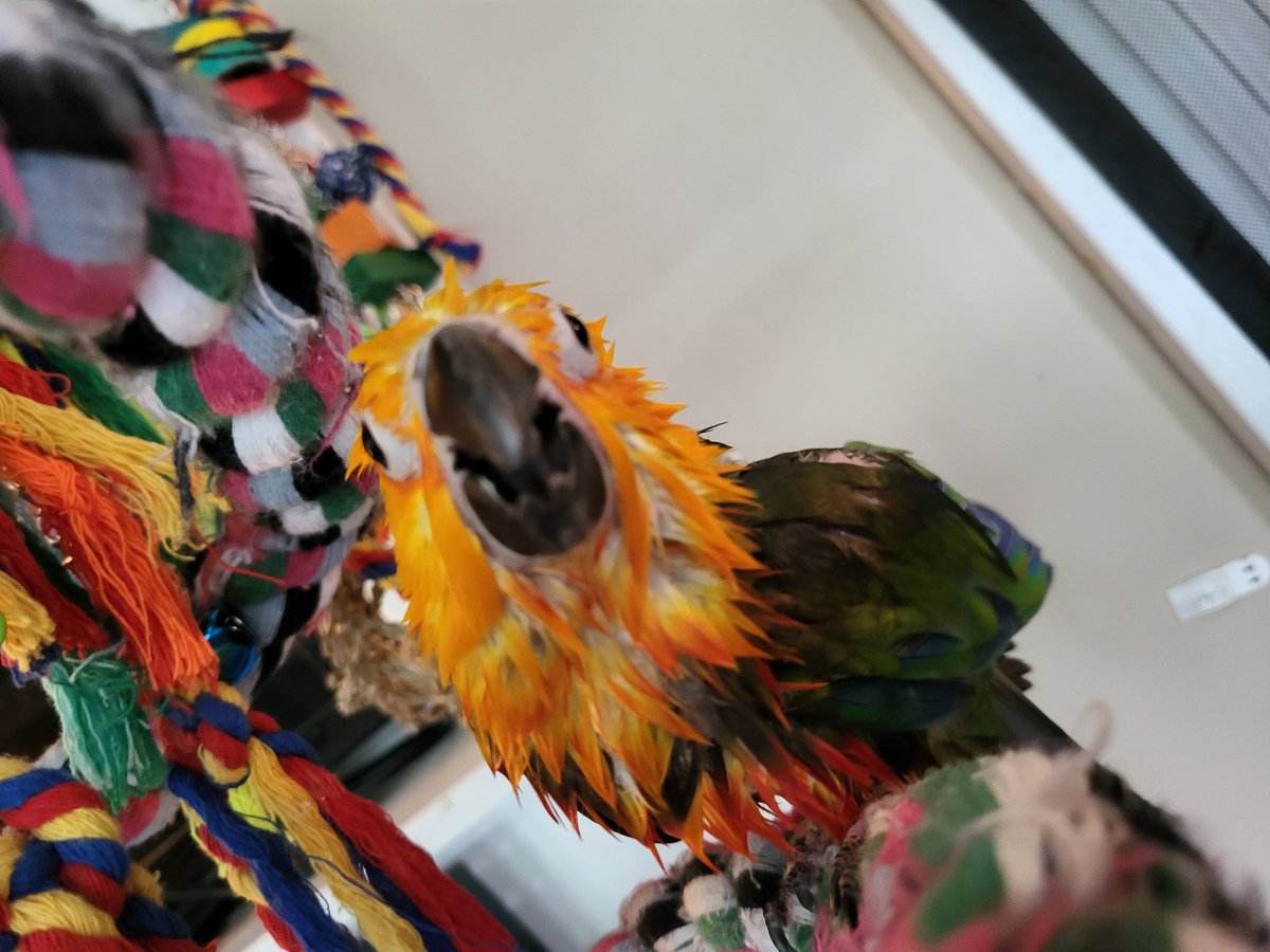 PepperNPals's tweet image. Freshly bathed and ready to bite