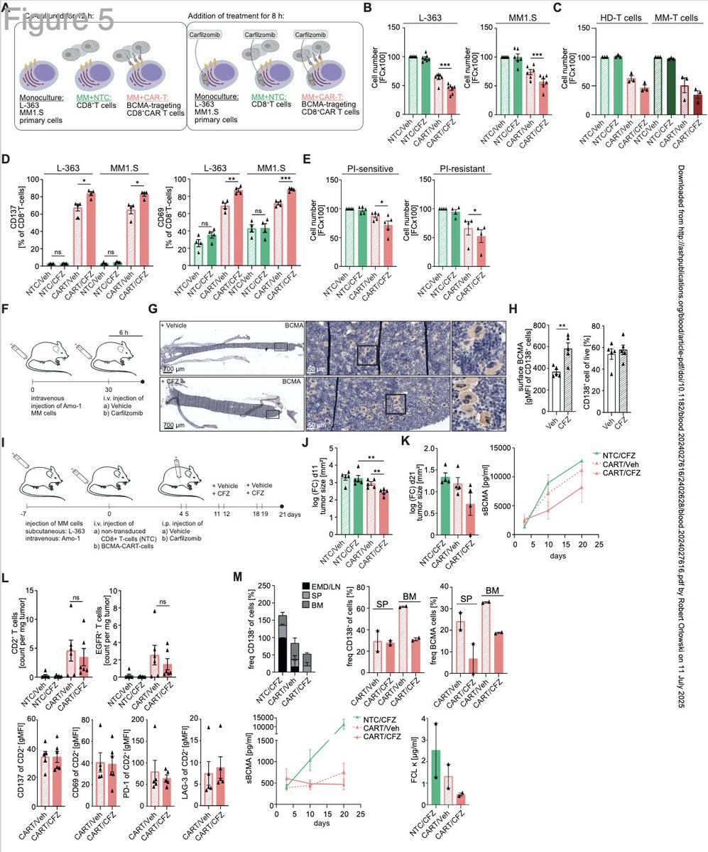 Myeloma_Doc's tweet image. #Myeloma Paper of the Day: BCMA is a highly short-lived protein that undergoes K48-linked polyubiquitylation at plasma membrane & carfilzomib enhances the efficacy of BCMA-directed CAR T cells against both PI-sensitive and refractory myeloma cells: pubmed.ncbi.nlm.nih.gov/40638685/. #mmsm