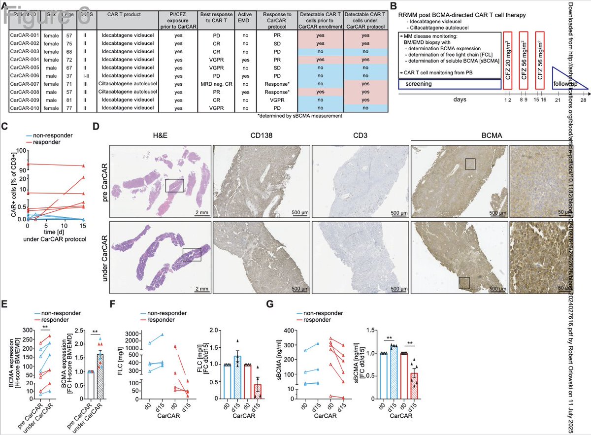 Myeloma_Doc's tweet image. #Myeloma Paper of the Day: BCMA is a highly short-lived protein that undergoes K48-linked polyubiquitylation at plasma membrane & carfilzomib enhances the efficacy of BCMA-directed CAR T cells against both PI-sensitive and refractory myeloma cells: pubmed.ncbi.nlm.nih.gov/40638685/. #mmsm