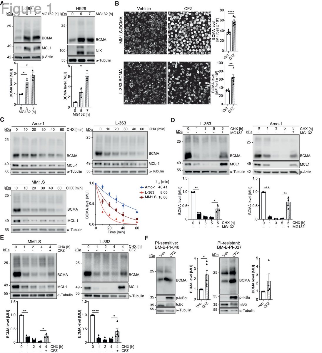 Myeloma_Doc's tweet image. #Myeloma Paper of the Day: BCMA is a highly short-lived protein that undergoes K48-linked polyubiquitylation at plasma membrane & carfilzomib enhances the efficacy of BCMA-directed CAR T cells against both PI-sensitive and refractory myeloma cells: pubmed.ncbi.nlm.nih.gov/40638685/. #mmsm