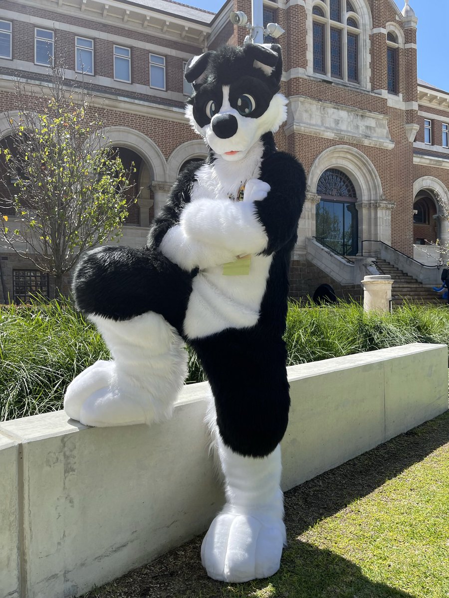 Dexter_Collie's tweet image. HOW TO FIND THIS DAWG AT AURAWRA 🎉 

✅ Come say Hi
✅ Ask for Hugs
✅ Bring Hard Solos

❌ Don’t throw my ball in traffic
#aurawra