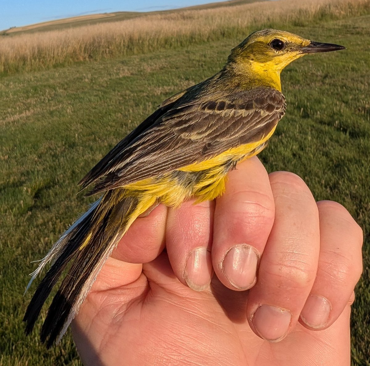 mattthesparrow's tweet image. Last night was the highest number of Yellow Wagtails I have ever seen in the UK. There were at least 500 present, and we managed to ring 111 of them. This male was star of the show, we ringed him as a juvenile in July 2020!