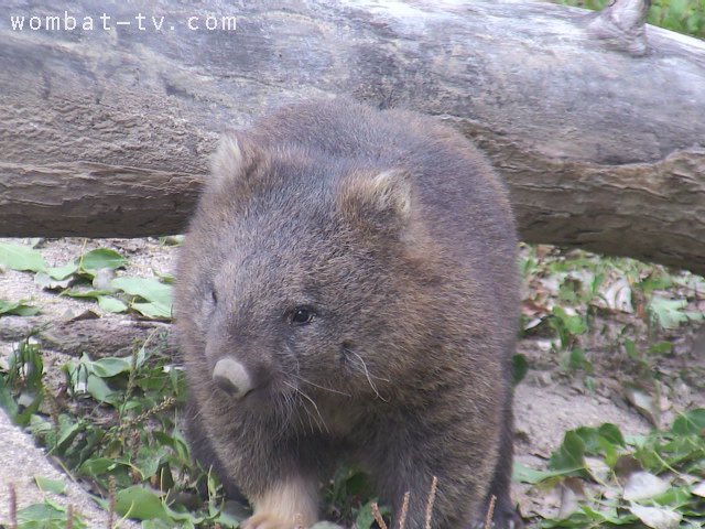 lucywombat5's tweet image. おめめキラキラ〜。
2022/7
#ウォンバット　#五月山動物園