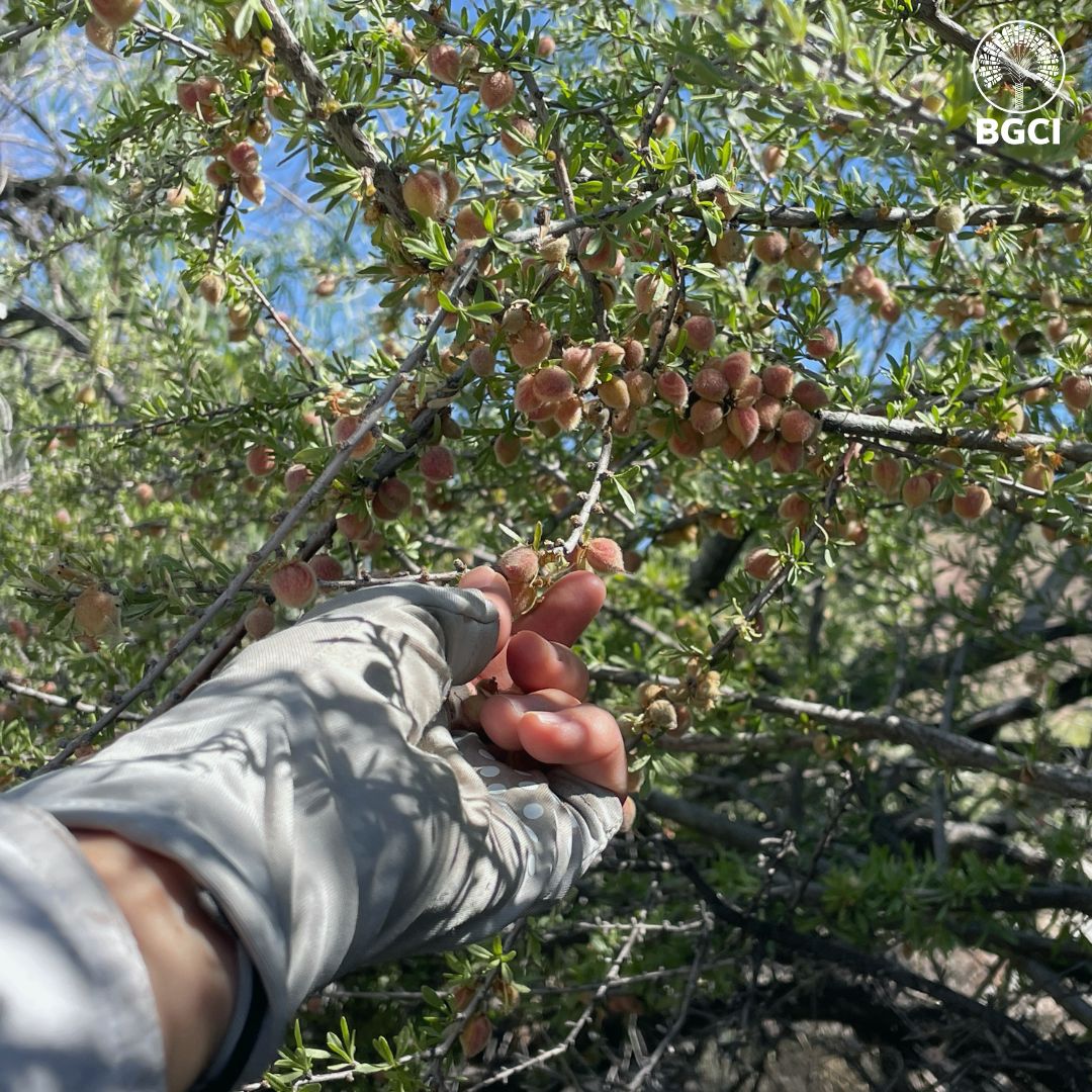 bgci's tweet image. 🌱 Calling all plant conservationists! 

Apply now for the North American Fruit &amp;amp; Nut Tree Crop Wild Relative Conservation Partnership Awards offered by BGCI-US and US Botanic Garden. 

🗓 Applications close July 15, 2025
📩 Apply here buff.ly/6vo2zc3