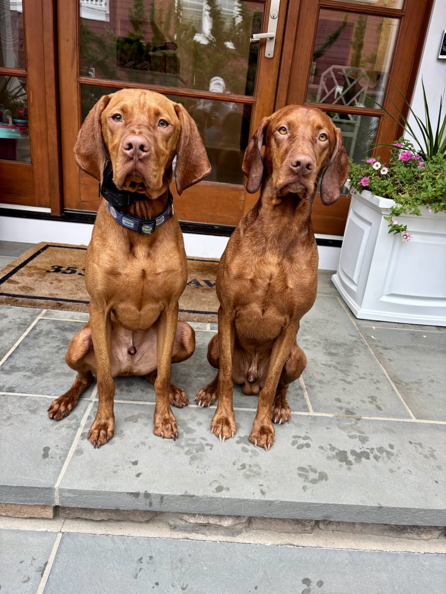 Dana Perino tweet media