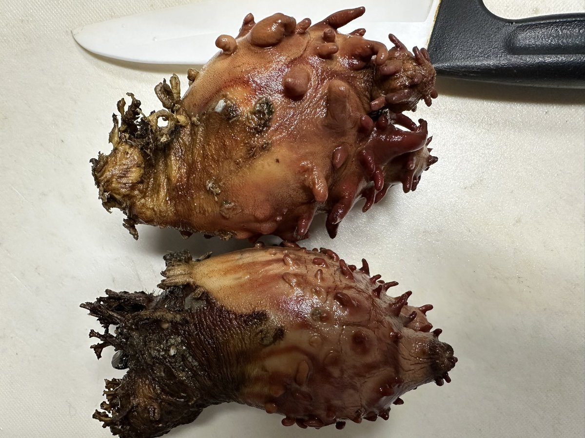 メトキ、家族と物質次元楽しみ尽くす🌊 tweet media