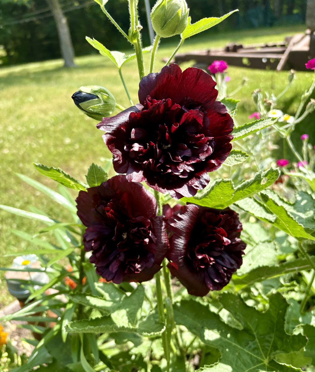 Michael Smith tweet media