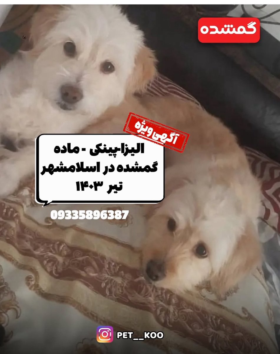 pet__koo's tweet image. 