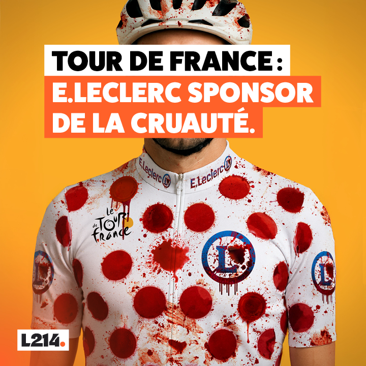 L214's tweet image. Leclerc pédale à fond dans la cruauté!
Alors que le Tour de France bat son plein, son partenaire continue de cautionner des méthodes d’élevage cruelles et illégales.
S'associer à Leclerc, c'est soutenir le pire pour les cochons!
Interpellez @LeTour et @Leclerc ⤵️
