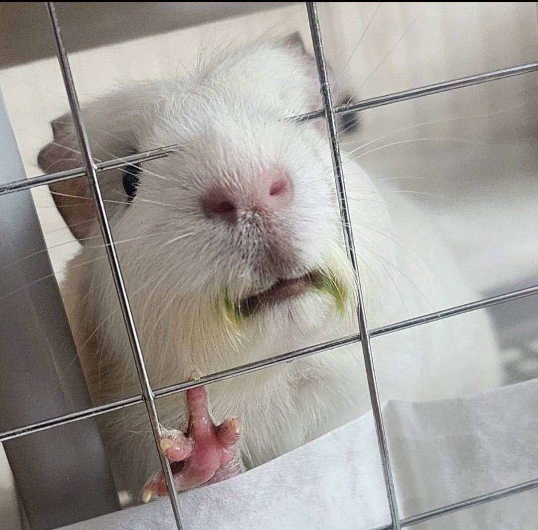 ppikkuduck's tweet image. 🤍🤍

#기니피그 #guineapig #モルモット