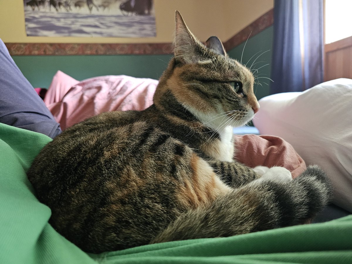 次男が寝てる間に昼寝しちゃお！と思ったらデレモードの猫が来た😻
珍しい！