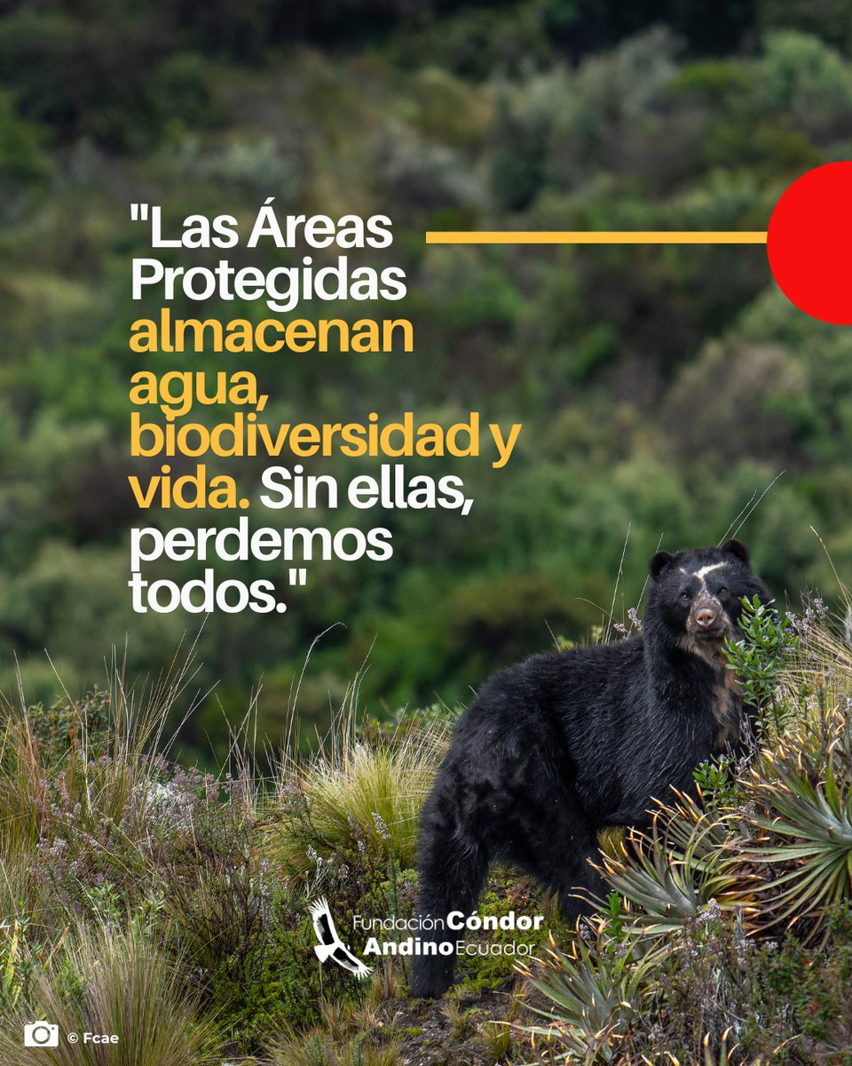 CondorFundacion's tweet image. 🌱 Necesitamos una ley que proteja, no que entregue. Una ley basada en ciencia, ética, justicia ambiental y participación ciudadana.
🔴Porque las Áreas Protegidas deben servir al bien común, no a intereses privados.
🖐️¡No es tarde para alzar la voz!
#Leyareasprotegidas