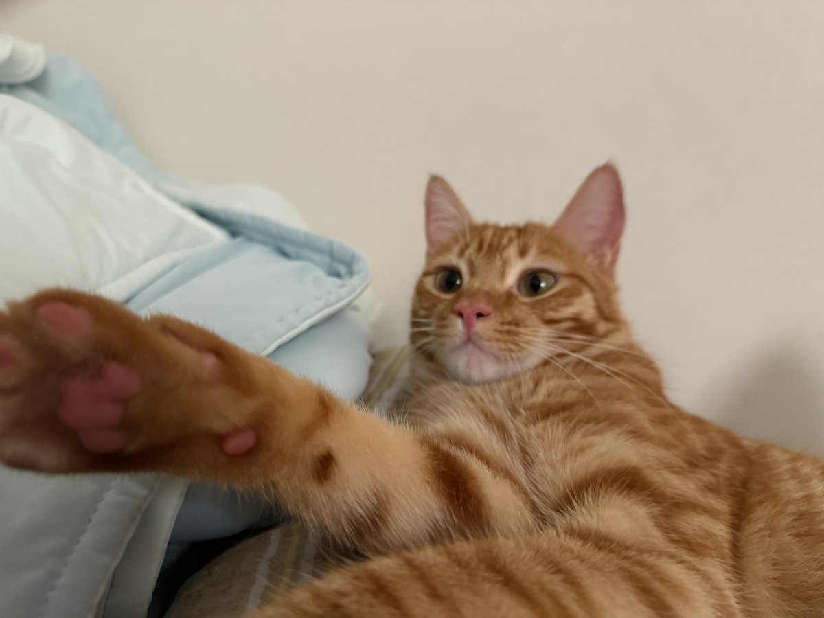 猪扒包 tweet media