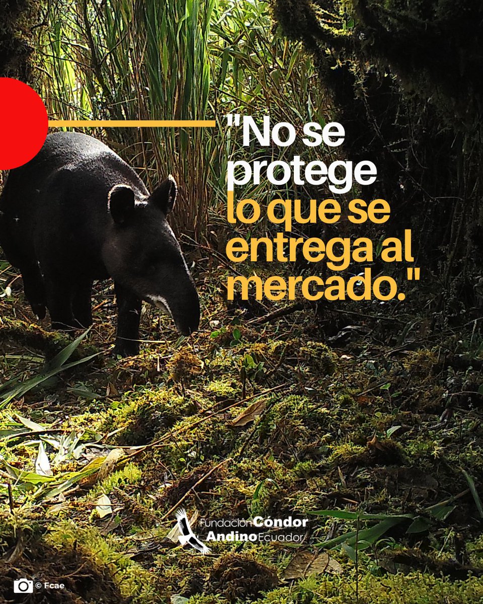 CondorFundacion's tweet image. 🌱 Necesitamos una ley que proteja, no que entregue. Una ley basada en ciencia, ética, justicia ambiental y participación ciudadana.
🔴Porque las Áreas Protegidas deben servir al bien común, no a intereses privados.
🖐️¡No es tarde para alzar la voz!
#Leyareasprotegidas