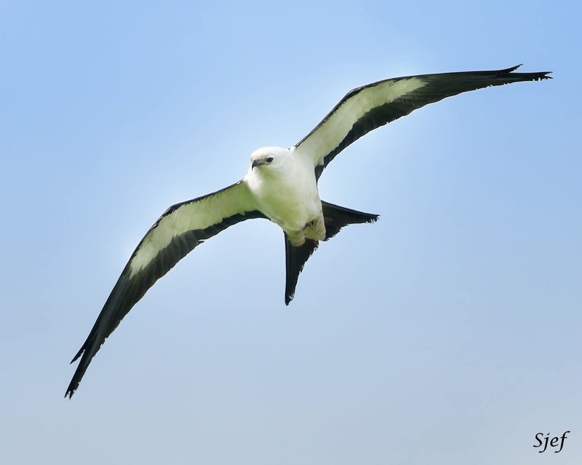 ItakeBirdPics's tweet image. Swallow-tailed Kite
Galveston&apos;s Lafitte&apos;s Cove in Texas, USA. 04/04/2025 #swallowtailedkite #kite #birdinflight