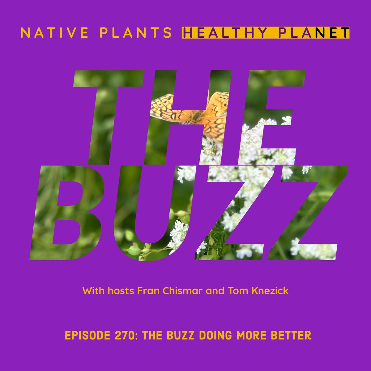 Hosts Tom &amp; <a href="/nativeplantfran/">Fran Chismar</a> are back w/a new episode of The Buzz. Find out what it is like to record the same episode twice. Tom wins a prestigious award!!! “That’s Hot” discusses dye and drugs. “This or That” discusses evolution and ethnobotany. bleav.com/.../episodes/t…