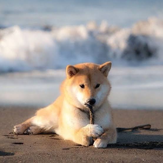 MaruTaro creates the waves. 
No leash, no limits,  just pure meme energy powering the tide.
In a sea of noise, Maru leads the signal.

Get in TG:
t.me/marutarocoinCTO