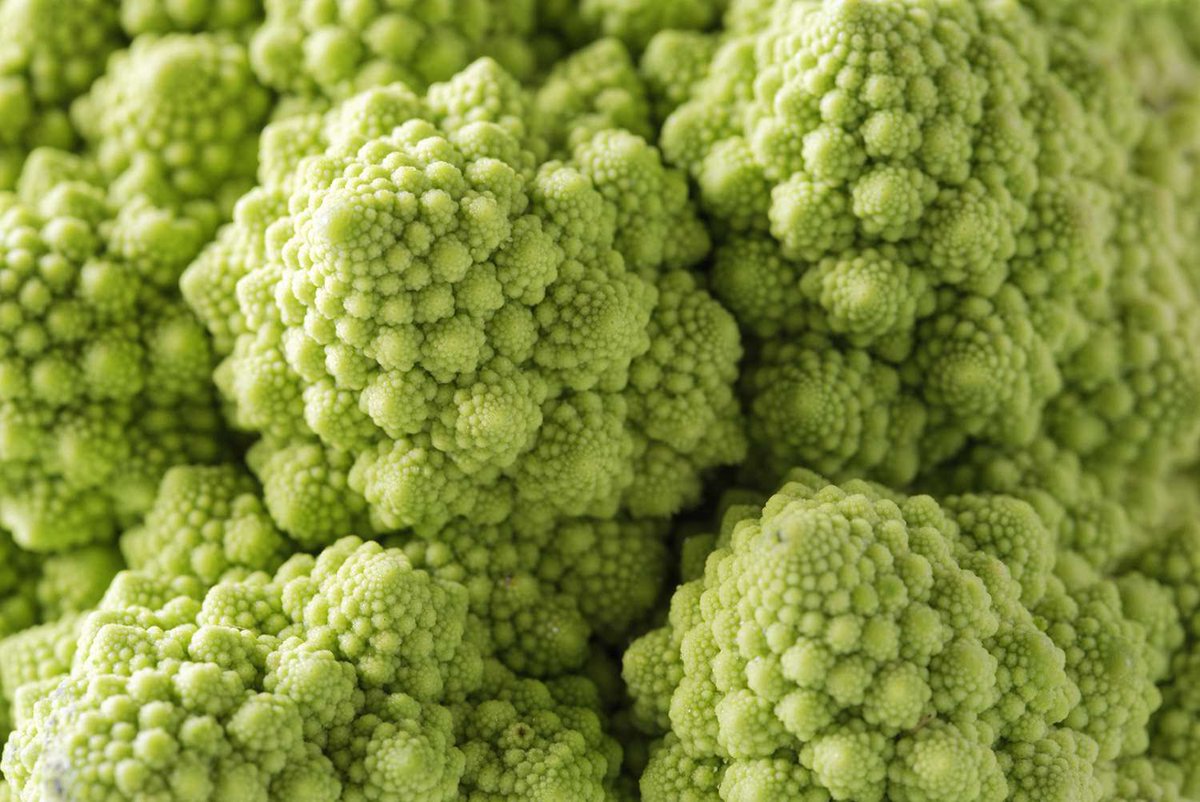 dictionarypod's tweet photo. #fractals in nature are sexy.
#fractal #naturalfractals #thedictionary #smartereveryday #words #wordnerds #intelligence #knowledge #podcast #dictionary #wordnerd #podcasting #books #geek #geeky #learn #nerd #smart #wordoftheday #book #word #dailypodcast #edutainment https://t.co/ghVLuvvwAQ