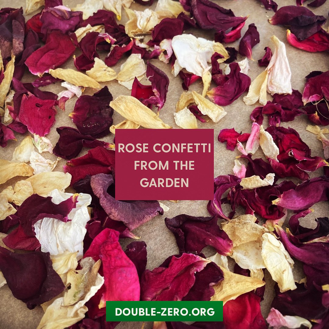 doublezero100's tweet image. Wedding season; organic, scented, no residue, completely natural… and free. 🥀 rose petal confetti from our garden #sustainability #sustainabilitystartswithyou #confetti #rose #roses