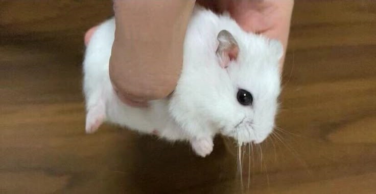 ❌ 𝟗百_COMMISSION tweet media