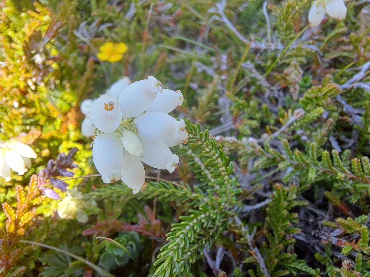 Cross-leaved Heath, white variation, on Achill Island. 
#wildflowerhour