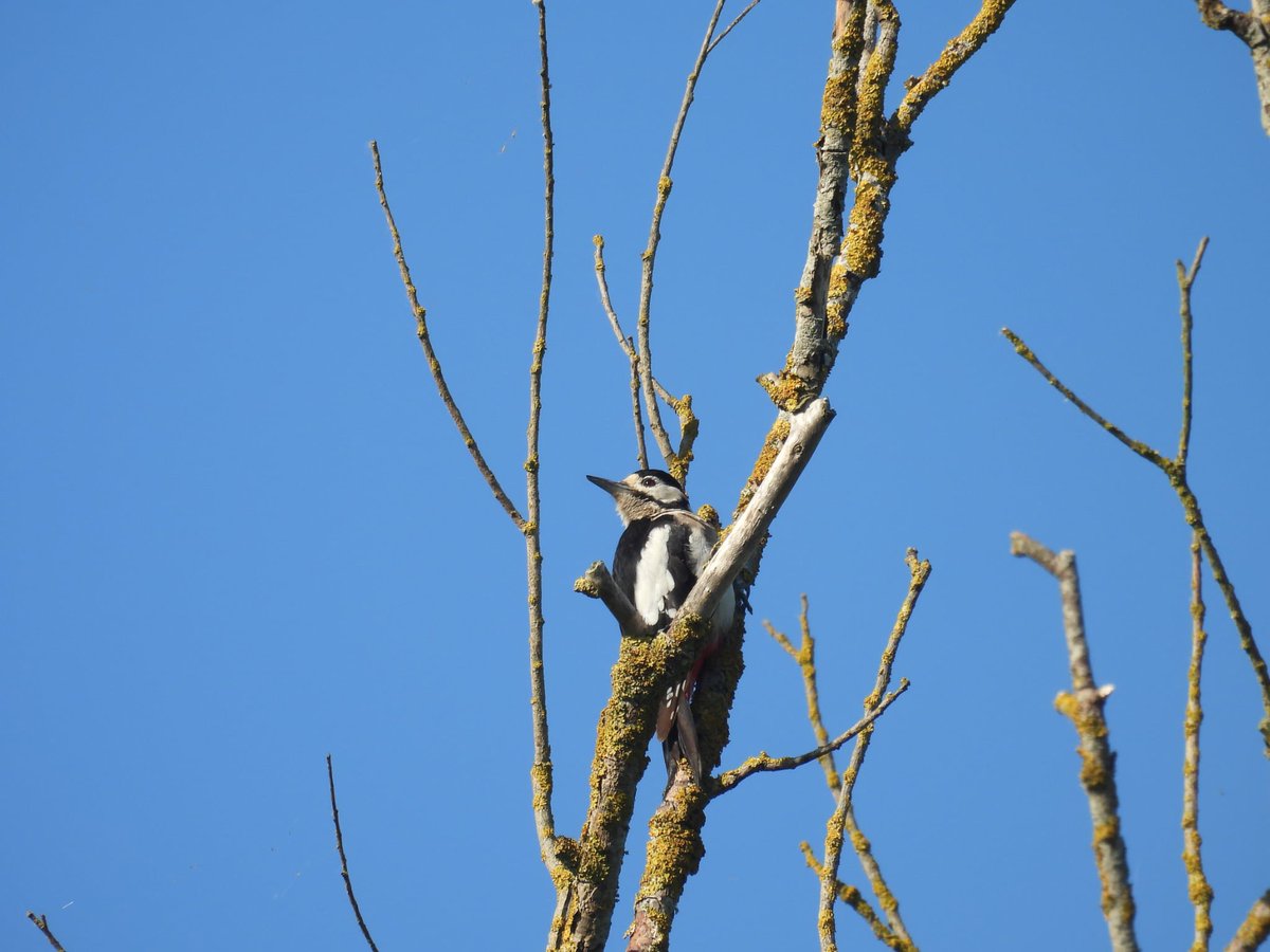 ComberNath's tweet image. Fen Drayton & Ouse Fen were relatively quiet yesterday in the blazing heat but some highlights included both Great Spotted & Greenpeckers at the former plus Turtle Dove heard from the busway path. At the latter, GWE, Marsh Harrier & Bearded Tit heard from reedbed @CambsBirdClub