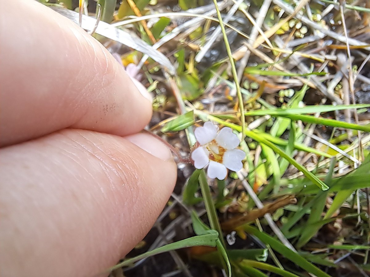 Pale Butterwort on Achill, the only specimen I've seen today. 
#wildflowerhour