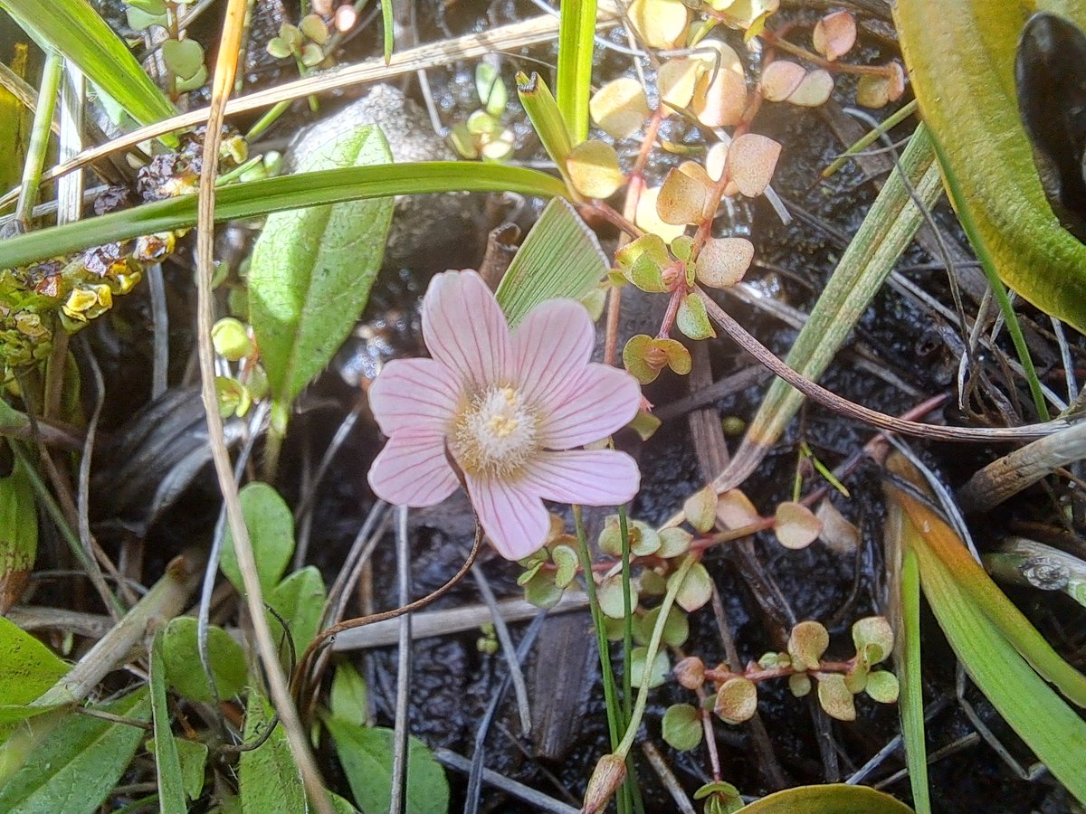 Bog Pimpernel, here on Achill. 
#wildflowerhour