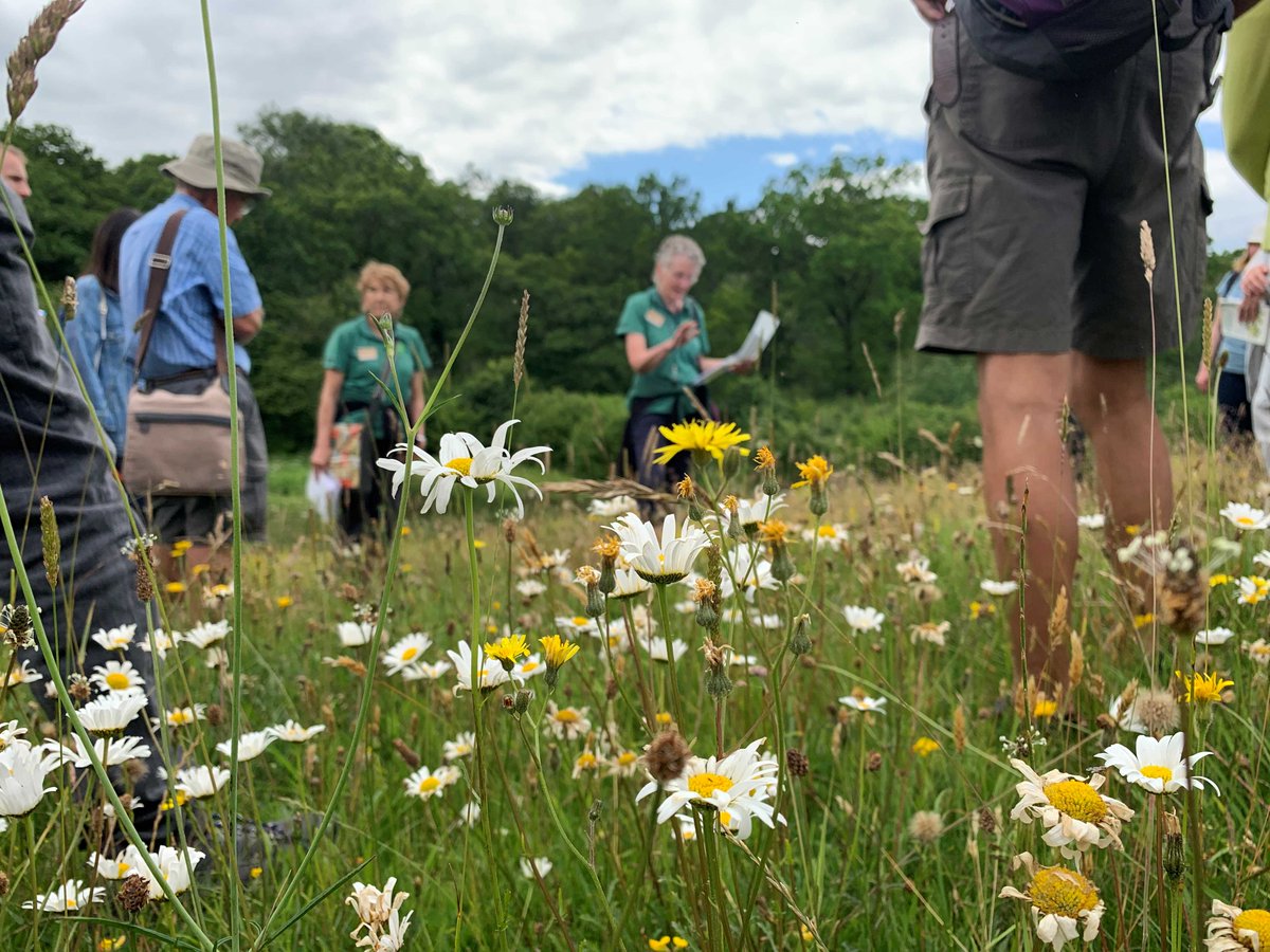 WestonbirtArb's tweet image. We are famed for our world-renowned tree collection, but at the heart of the site there is The Downs - beautiful, open limestone grassland and lowland meadow habitats rich in flora.
Join one of our guided #wildflower walks to learn more 👇
forestryengland.uk/westonbirt/wil…
#RoamFree