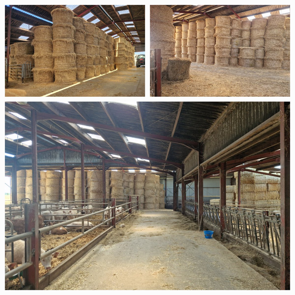 On finit de rentrer la paille histoire de remplir le moindre coin des hangars, fumière et stabulation car avec cette météo on tape dedans à bloc et la récolte de maïs s'annonce catastrophique vue la sécheresse en Vendée dont personne ne parle #ceuxquifontlaviande
