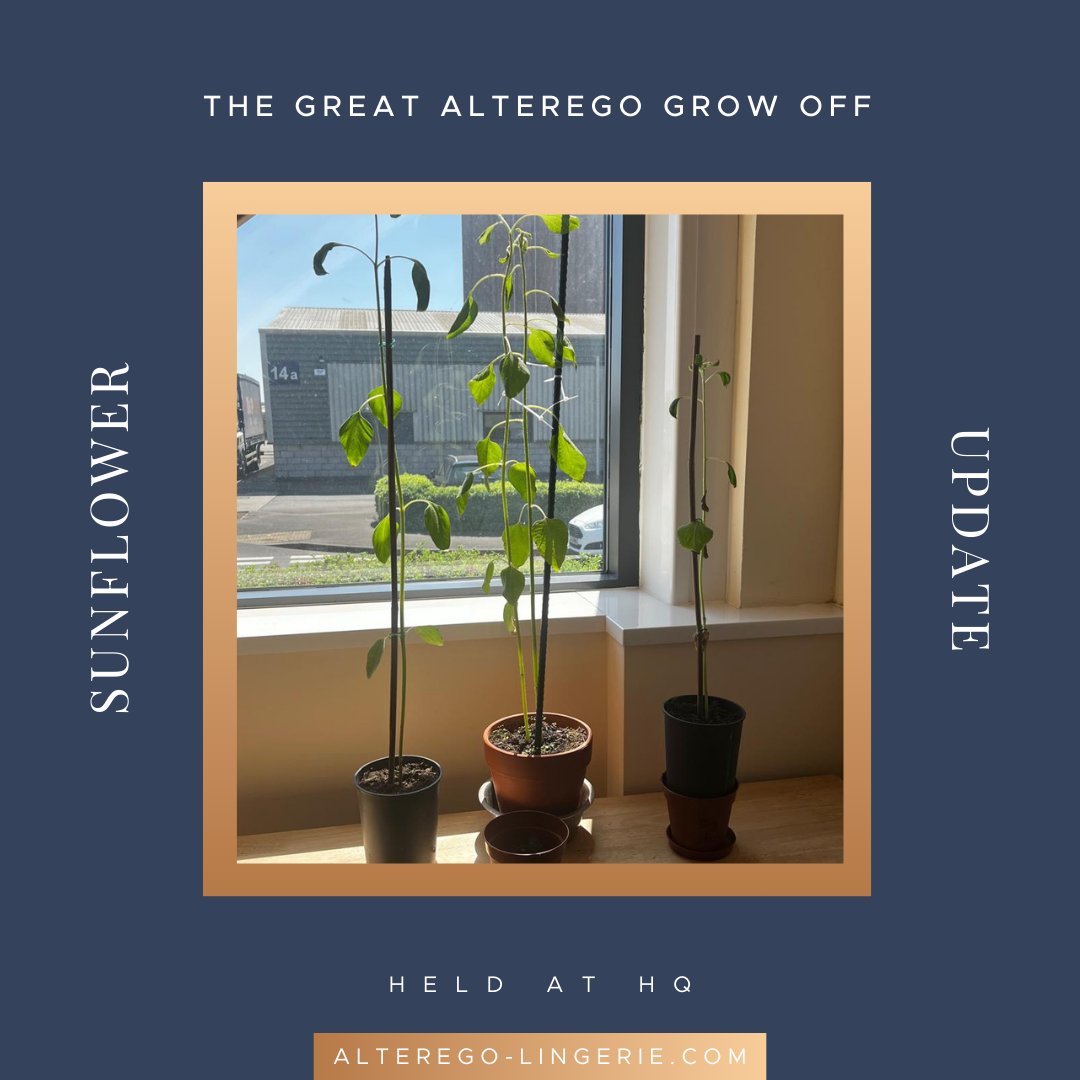 UK_Alterego's tweet image. 🌻 Friday feels and sunflower reveals!
Our grow-off is heating up nicely—just like the weather! ☀️
Who's ready for a bloomin' good summer? 🌼🌿

#FeelGoodFriday #SunflowerGrowOff #AlteregoLingerie #OfficeVibes #SunnyDaysAhead