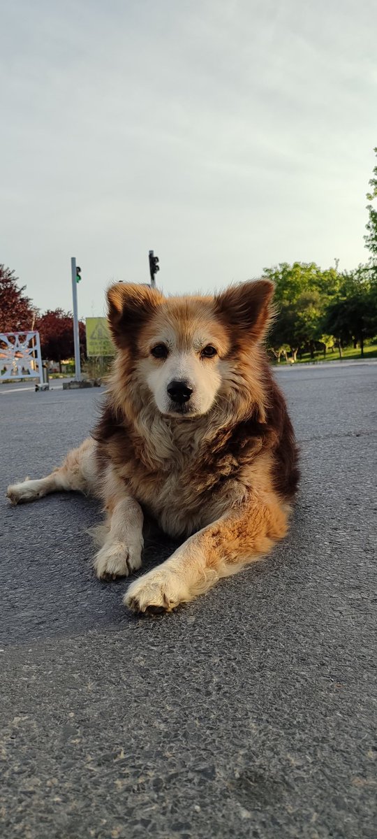 Kampüsümüzün maskotu, herkesin neşesi, yaşlı dostumuz Tilki'yi maalesef kaybettik.
Onu tanıyan herkesin hayatında yeri bambaşkaydı.
Seni hiç unutmayacağız güzel dostumuz.
İyi ki yollarımız kesişti. Huzurla uyu 🧡🥀