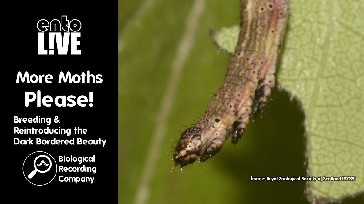KeironDBrown's tweet image. More Moths Please!
Learn how conservationists are breeding & reintroducing the rare Dark Bordered Beauty moth in the UK.
Join Dr Helen Taylor in this FREE entoLIVE webinar on 4 Nov 2025: eventbrite.co.uk/e/1423945843349
@rzss @RareInverts6 #Conservation #Moths #Biodiversity