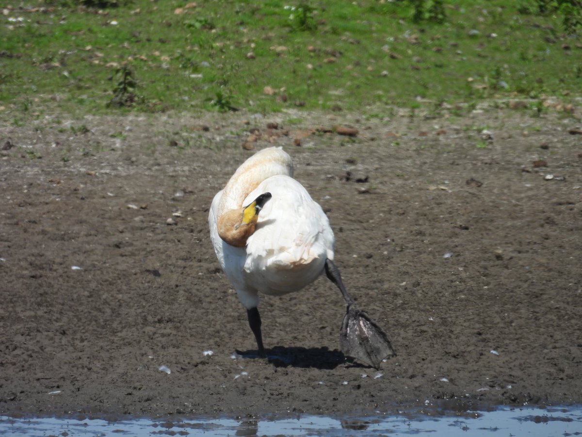 ComberNath's tweet image. Couldn’t find the White Stork at @WWTWelney yesterday unfortunately but still some good bits about considering the time of year, including 2 almost summer plumage ruff, 4 late staying Whoopers + Marsh Harrier, Snipe, Avocets & Black Tailed Godwits
