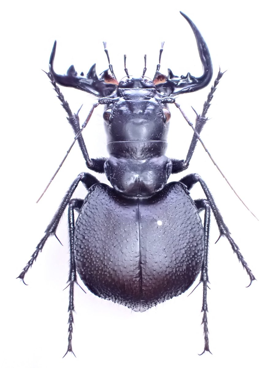 古布モスリン軍隊柄虫喰い全体虫喰い多数。 古布モスリン軍隊柄虫喰い全体虫喰い多数。