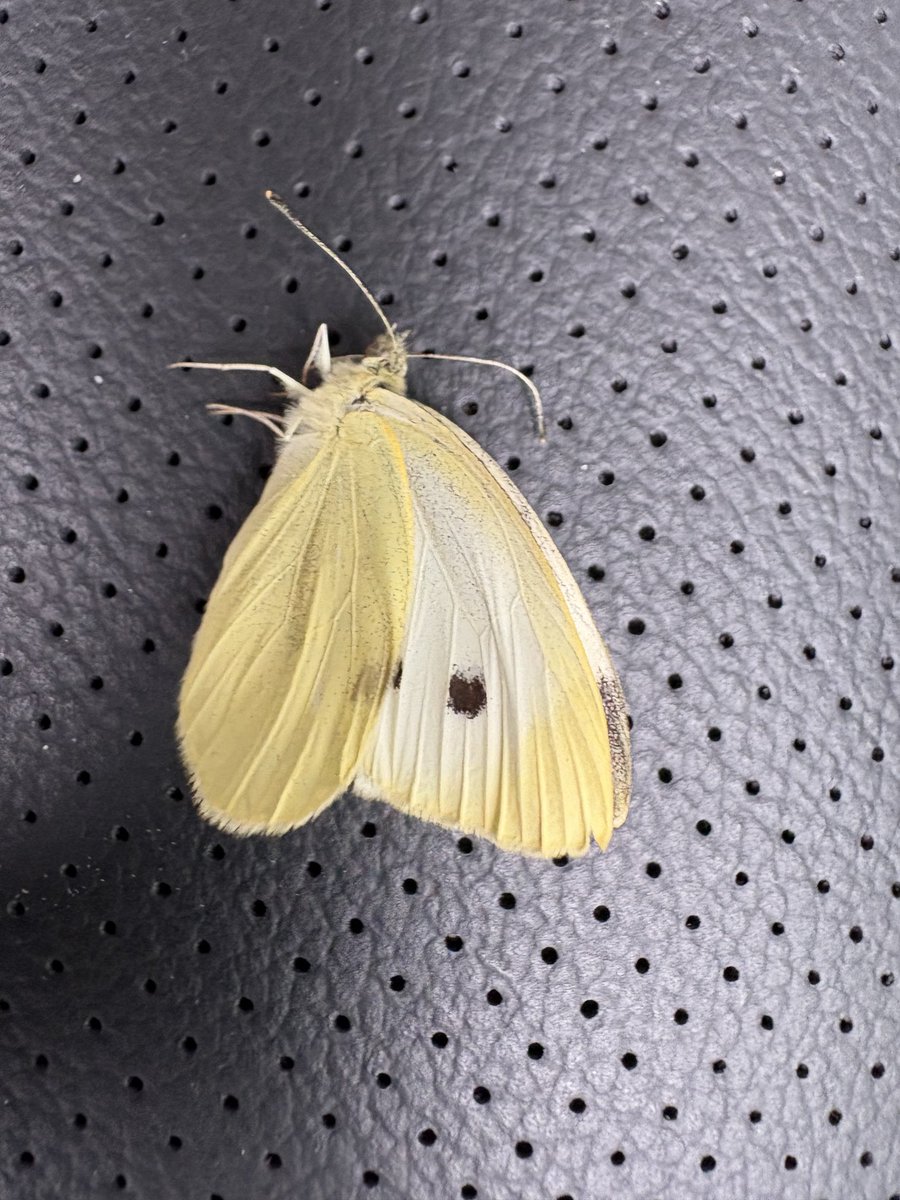 AndrewJRTaylor's tweet image. Is this a Clouded Yellow?