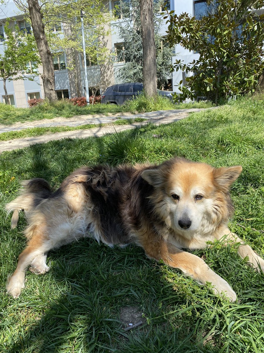 Bugün okulun en sevilen köpeklerinden biri olan Fox’un öldüğü öğrendim. Seni hep gülümsemenle hatırlayacağım. Huzurla uyu