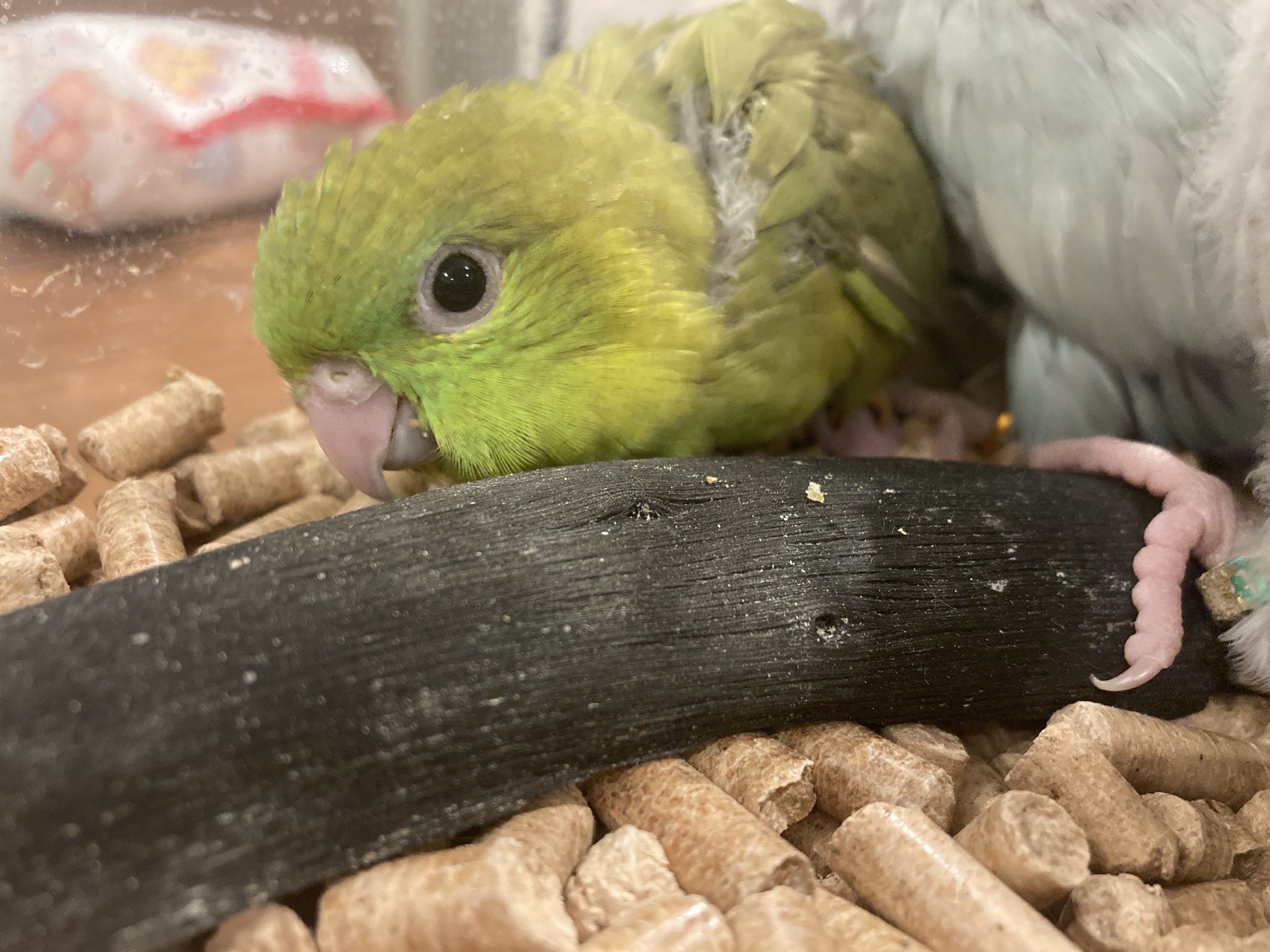 おだ サザナミインコ お纏め購入ページ BirdLateto on X: 