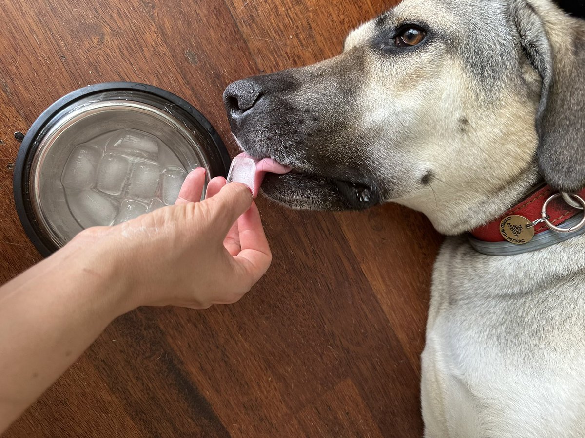 Keeping the Kangal cool in London. It’s 30 degrees.