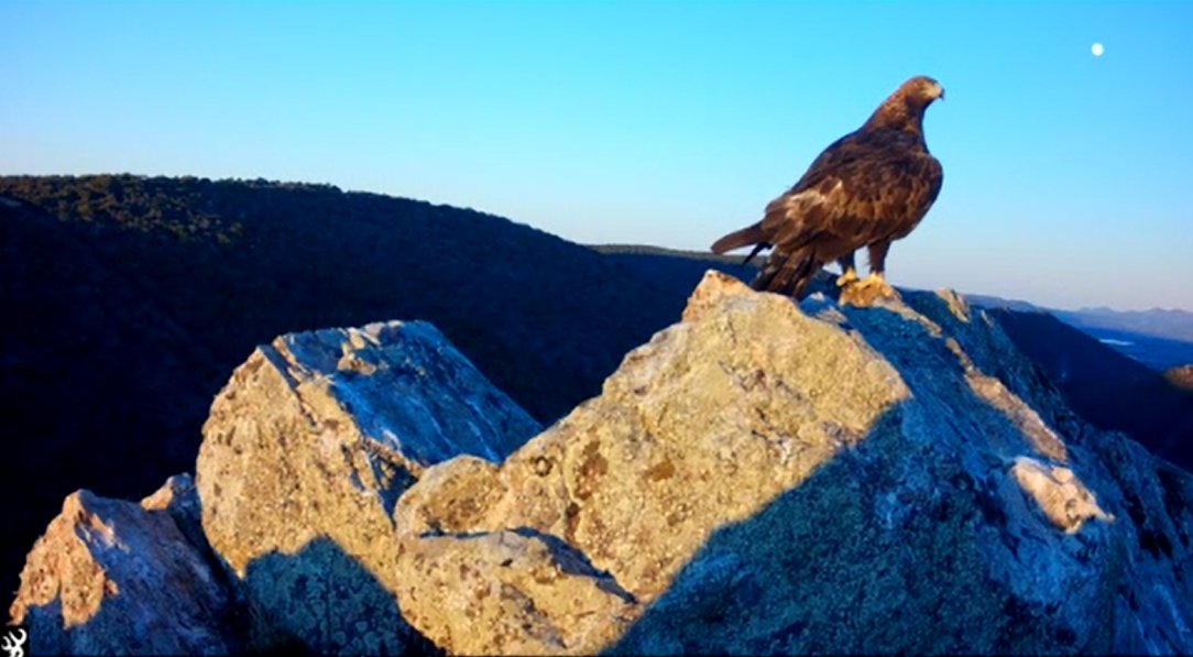 oapngob's tweet image. 🎬 "Aires de grandeza" 🦅
Curiosa imagen de una perdiz en un oteadero de águila real. Por un instante la perdiz (presa) se sintió águila (predador)💅
👷En Quintos de Mora trabajamos para recuperar las poblaciones de especies presa, antaño abundantes en los Montes de Toledo.