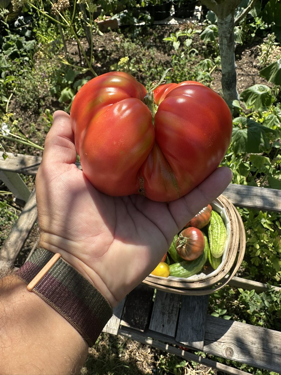 🌱 Allotment-Nerd-Northolt 🌸 🌹 🥕 🥦 tweet media