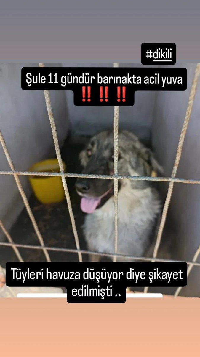 Dilara Erkmen (@dilaraerkmen_) on Twitter photo <a href="/ibrhmkaayaa/">İbrahim Kaya</a> Bu çocuk da aynı yerdeydi.
Yıllardır yaşadığı yere site yapılınca bazı kişiler havuza tüyleri geliyor diye şikayet etmiş.
Günlerdir orada.
Bu çocuğu da kurtaralım ne olur. <a href="/ibrhmkaayaa/">İbrahim Kaya</a> Bu çocuk da aynı yerdeydi.
Yıllardır yaşadığı yere site yapılınca bazı kişiler havuza tüyleri geliyor diye şikayet etmiş.
Günlerdir orada.
Bu çocuğu da kurtaralım ne olur.