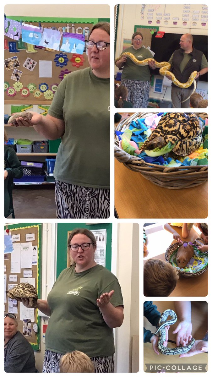 YsgolPenmorfa's tweet image. #animalencountersnorthwales Thank you so much for sharing your amazing animals with us! Year 1 and 2 had an amazing animal fun day!! #ysgolpenmorfa ##YP12JP #YP12NH #YP12MH
