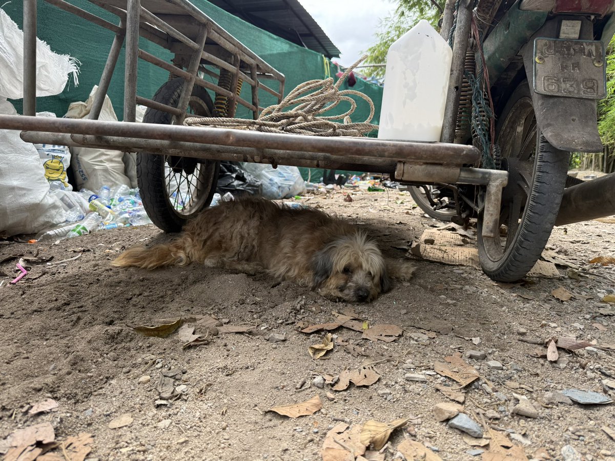 Today was spent on a rubbish (trash) heap rescuing 2 dogs here in Thailand. 

It’s hard to believe how they have to live. 

Things are looking up for them already…  (1/8) 🧵