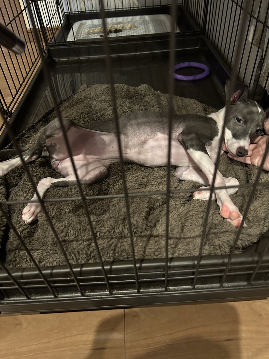 近寄ったらお腹見せてきた