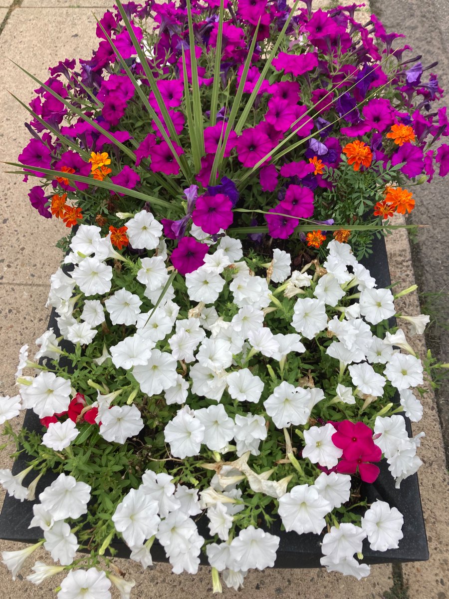 Summer Blooms

#awewalk