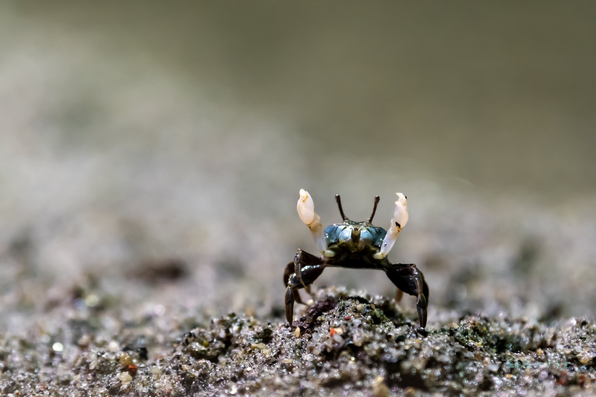 カニ 海に浮かぶ団地 ソフビ かにです | ソフビ万博