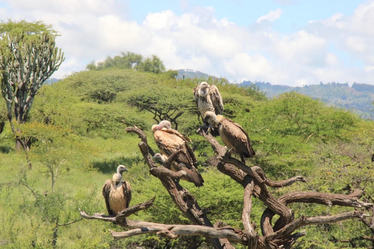 LewaConservancy's tweet image. Kenya’s skies, once filled with thousands of vultures, are now eerily silent. Why are these birds vanishing, and what exactly is Kenya doing to stem this crisis?

Click here to uncover the full story:

lewa.org/vultures-on-th…