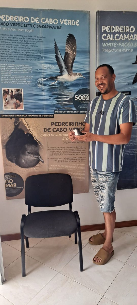 SOS EDU CAMPAIGN
 Last week in São Filipe, a Boyd’s Shearwater chick and a Bulwer’s Petrel were rescued, cared for, and successfully released back into the wild.
Thank you to everyone supporting this vital work.
SAVE A BIRD, PROTECT A LIFE!

#SOSEDU #Seabirds #FogoIsland