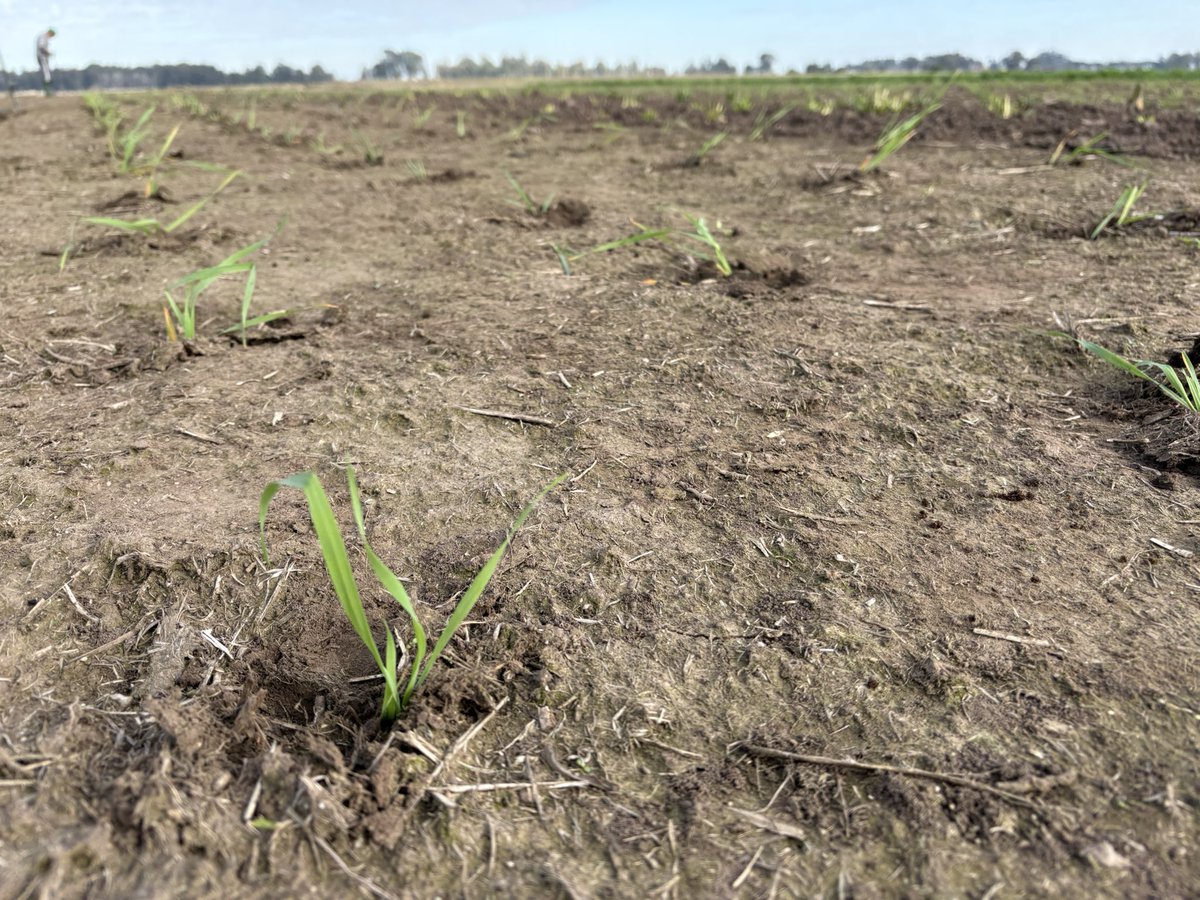 Más y más plantas 🌱🌱

Mejoramiento LOCAL
Genética SUPERIOR
⚫️🟢